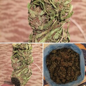 Бошки шишки