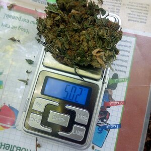 Сорт конопли Northern Light (Nirvana)