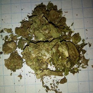 white widow cartel