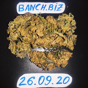 nugs.jpg
