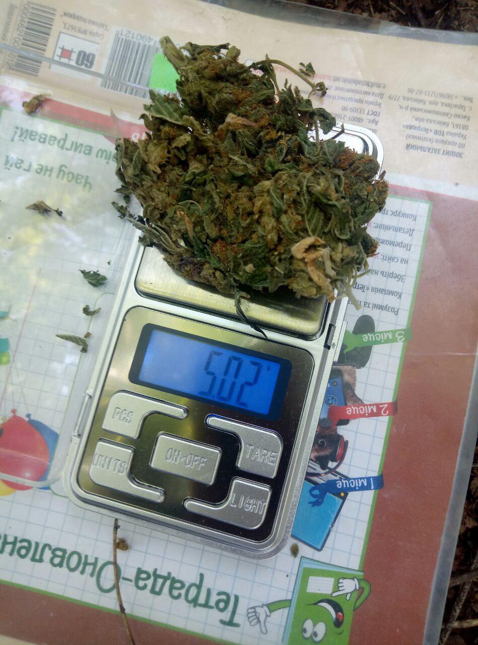 Сорт конопли Northern Light (Nirvana)